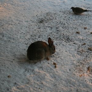 20070215 - Hungry Rabbit.