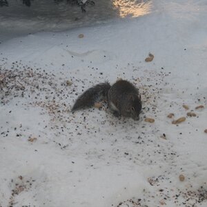 20070214- Hungry Squirrel.