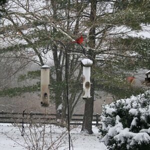 20070121 - Birds - Cardinals in the winter snow
