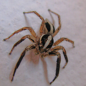 Spider on the wall. The missus freaked out!