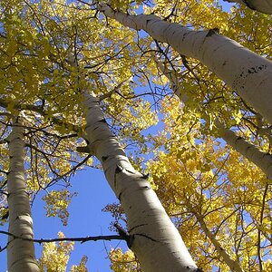 Quaking Aspens (Populus tremuloides), Little Cottonwood Canyon, Salt Lake County, Utah. September 2005. Made using an Olympus C-750 Ultra Zoom.