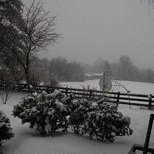 January 28, 2009 - Snow storm - South pasture