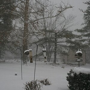 February 3, 2009 - Snow storm - Back yard