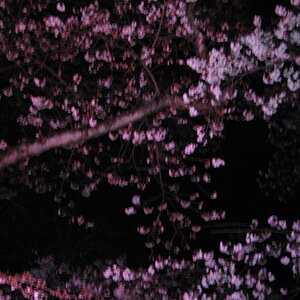 Cherry Blosom at night