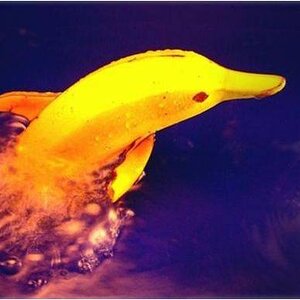 banana dolphin