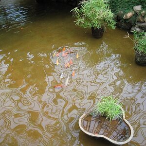 gold fishes in the butterfly park pond