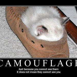 camouflage cat