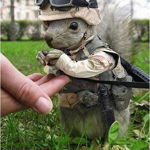 commando squirrel