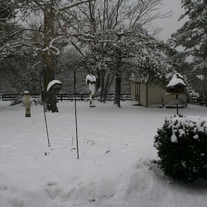 20100209 - Snow Storm - 15 February 2010