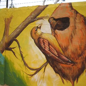 Paintings on wall - Bird builds its nest