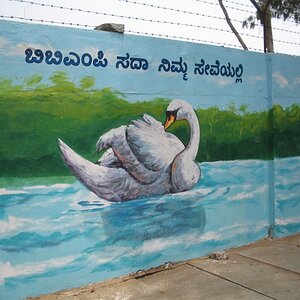 Paintings on wall - Swan