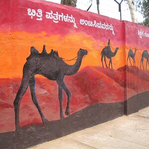 Paintings on wall - Camels walk in the sunset evening