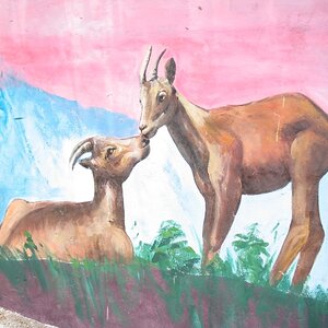 Paintings on wall - Deers ..