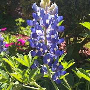 1 Bluebonnet, the Texas state flower