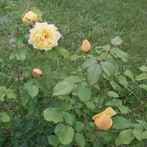 Yellow Roses Opening - 20100520 IMG 2648