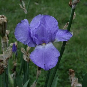 Blue Iris - 20100520 IMG 2655