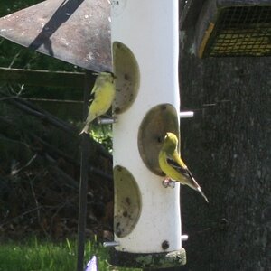 Yellow Finches - 20100503 IMG 2619