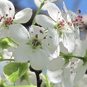 Bradford Pear Tree blossom