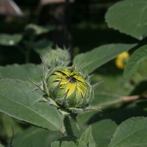 Sunflower Coming Out