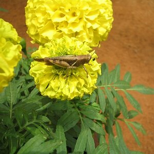 Grasshopper loves the yellow flower