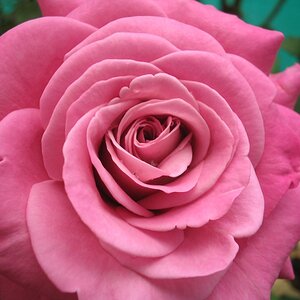 Classic rose up close