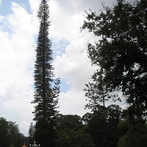 The tall pine in Lalbagh