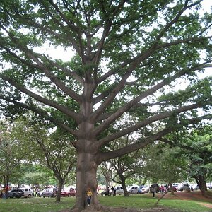 A huge old tree in Lalbagh