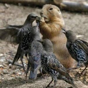 groundhog fights birds for nut