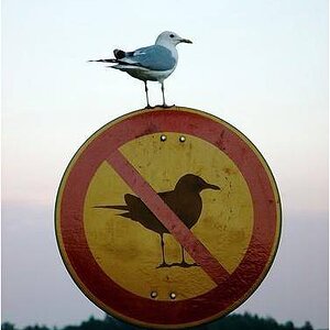 no seagulls