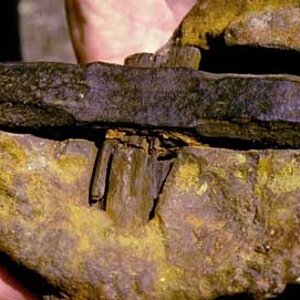 hammer time, fossilized hammer