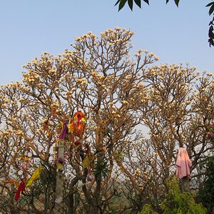 The flowering tree in the temple on which devotees tie color cloth for wishes to be granted.