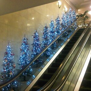 Christmas trees in the hotel.