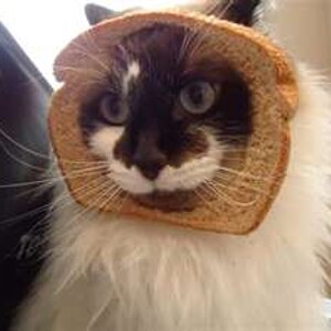 cat breading 2