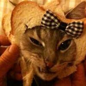 cat breading 3