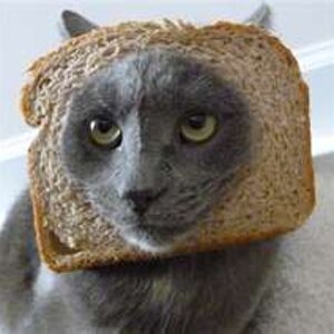 cat breading 4