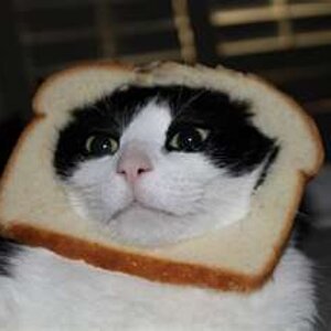 cat breading 6