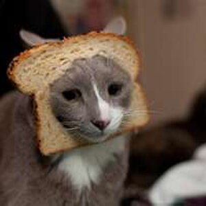 cat breading 9