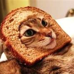 cat breading 10
