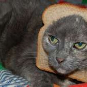 cat breading 12