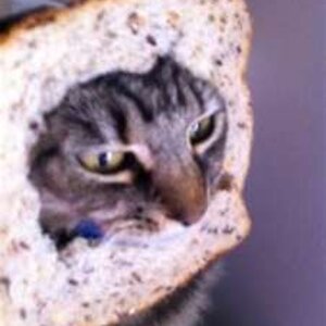 cat breading 13