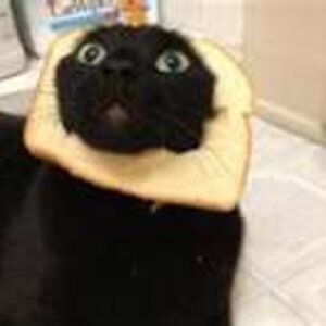 cat breading 17