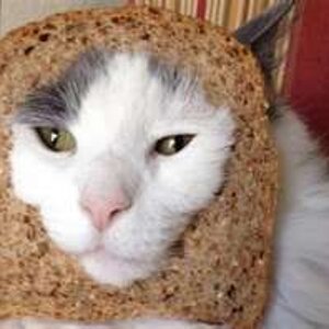 cat breading 18