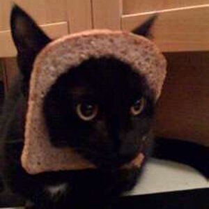 cat breading 21