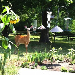 Alert Deer at Feeder 20120630