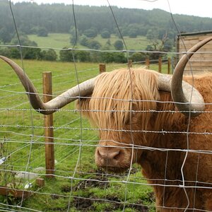 Hamish, the Highland Cow