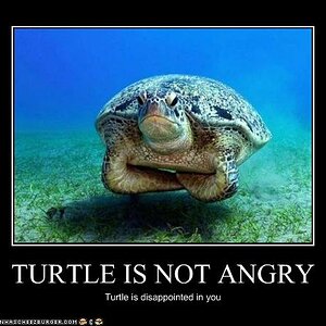 Turtle not Angry