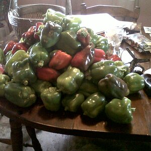 First Bell Pepper harvest of 2012 from my garden
