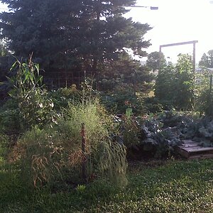 My Garden 2012 2