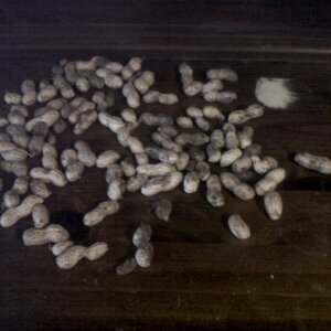 My Peanut Harvest 2012