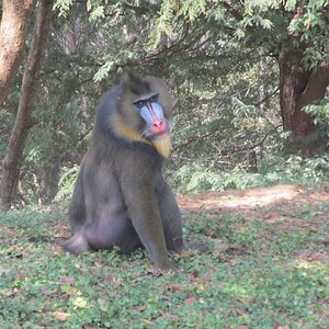 I was at the Indiragandhi Zoological park in Visakhapatnam on Jan 26 2014 and captured this Mandrill ...